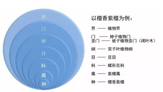 紅木等其他進(jìn)口木材歸類申報(bào)