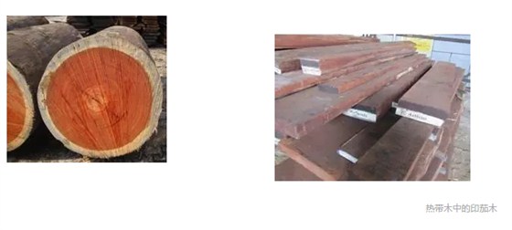 熱帶木中的印茄木